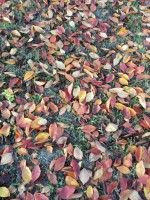 /album/%ed%8f%ac%ed%86%a0%ea%b0%a4%eb%9f%ac%eb%a6%ac%3a-%ec%b4%88%eb%a1%9d%ec%9a%b0%eb%ac%bc%ea%b0%80%ec%82%ac%ec%a7%84%eb%82%98%eb%88%94%eb%b0%a9/kakaotalk-20151117-170803300-jpg/